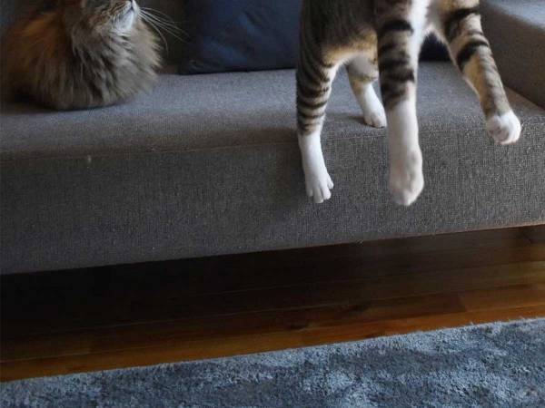 猫じゃらしにハシャぐ猫を撮影したら…　まさかの瞬間に、１５万『いいね』！