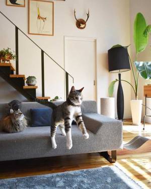 猫じゃらしにハシャぐ猫を撮影したら…　まさかの瞬間に、１５万『いいね』！