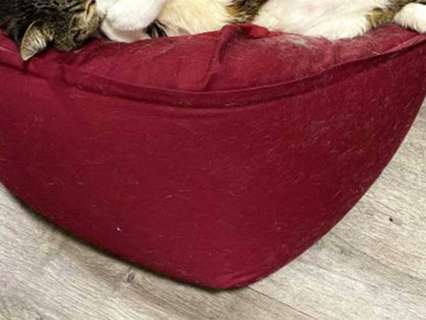 『人をダメにするソファ』でダメになっているのは？　１６万人が吹き出した４枚がコチラ