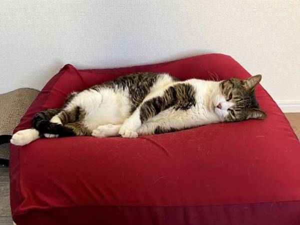 『人をダメにするソファ』でダメになっているのは？　１６万人が吹き出した４枚がコチラ