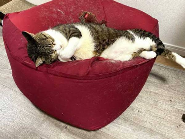 『人をダメにするソファ』でダメになっているのは？　１６万人が吹き出した４枚がコチラ