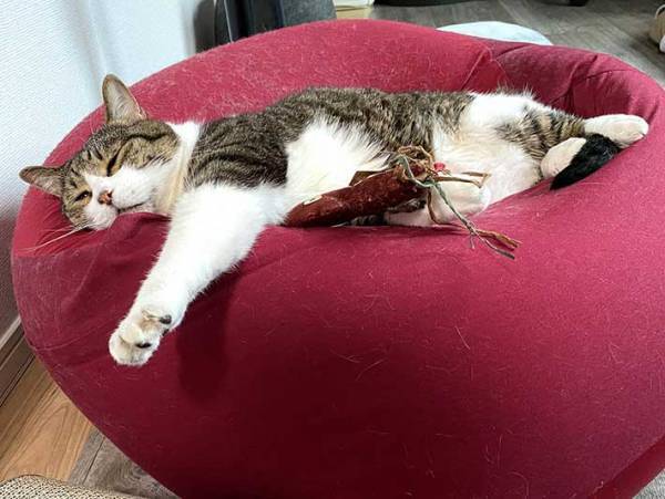 『人をダメにするソファ』でダメになっているのは？　１６万人が吹き出した４枚がコチラ