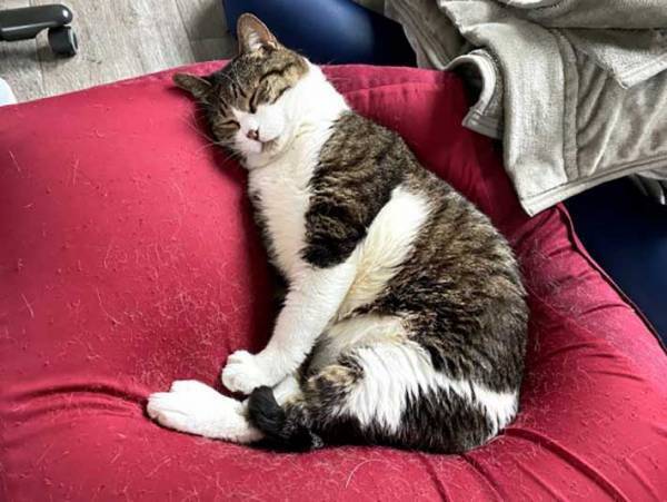 『人をダメにするソファ』でダメになっているのは？　１６万人が吹き出した４枚がコチラ