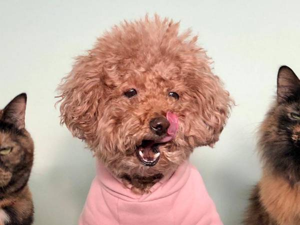 犬だけが先におやつを食べて…？　猫ちゃんの表情に吹き出す