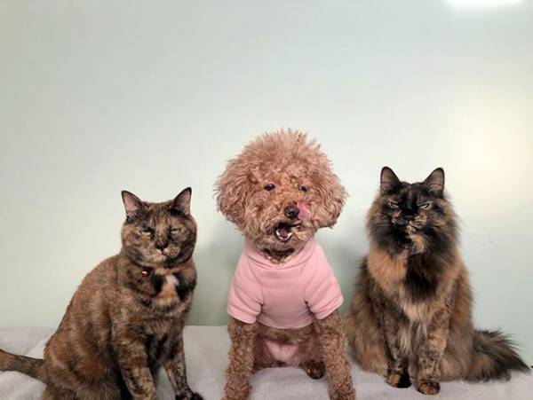 犬だけが先におやつを食べて…？　猫ちゃんの表情に吹き出す