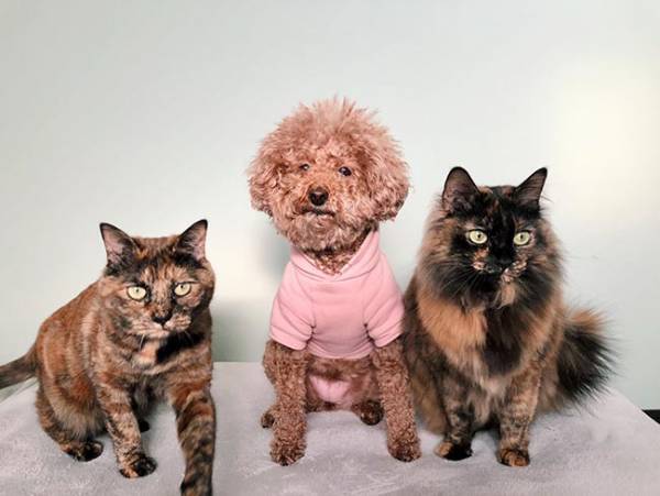 犬だけが先におやつを食べて…？　猫ちゃんの表情に吹き出す