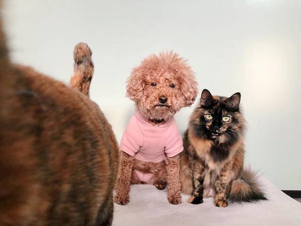 犬だけが先におやつを食べて…？　猫ちゃんの表情に吹き出す