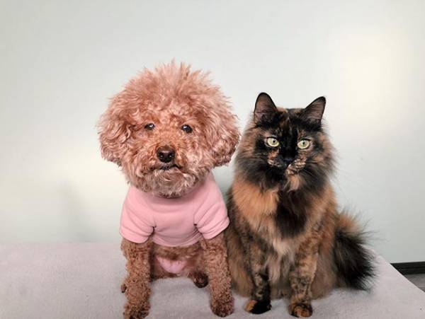 犬だけが先におやつを食べて…？　猫ちゃんの表情に吹き出す