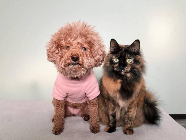 犬だけが先におやつを食べて…？　猫ちゃんの表情に吹き出す