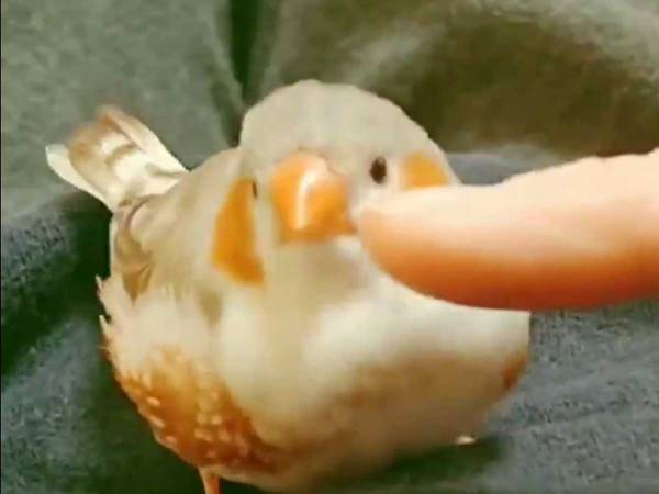 「３０回は再生した」「かわいすぎ罪で逮捕！」　キンカチョウが飼い主の指に気付くと？