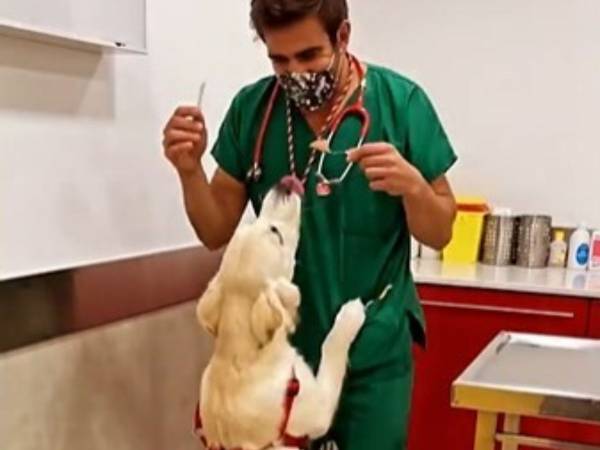 その手があったか！　ワンコが喜んで注射をさせてくれる方法に拍手喝采