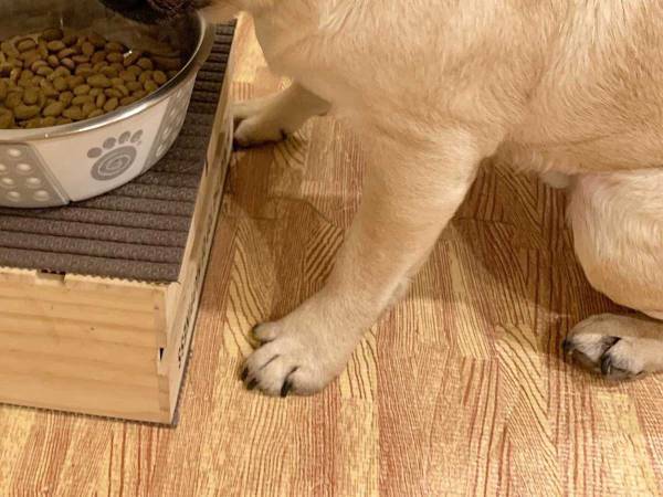 飼い主「逆にツラくない？」　合図を待つ犬、その『独特な姿』が話題に