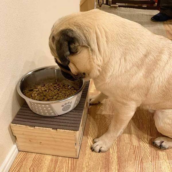 飼い主「逆にツラくない？」　合図を待つ犬、その『独特な姿』が話題に