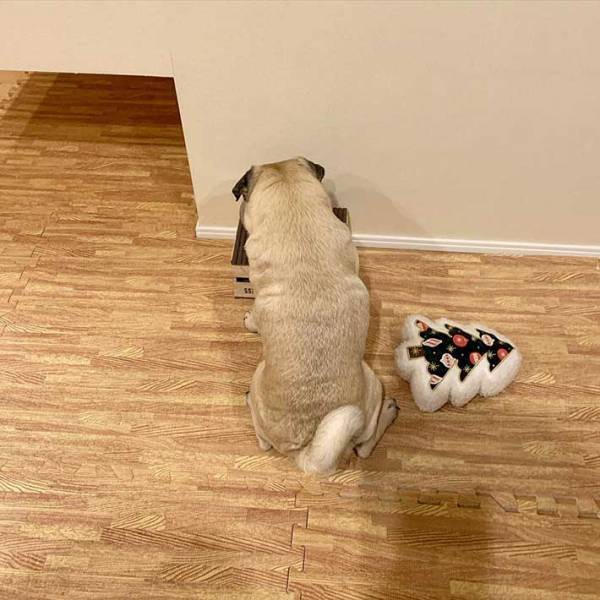 飼い主「逆にツラくない？」　合図を待つ犬、その『独特な姿』が話題に