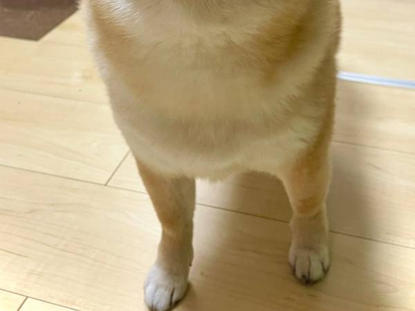 すれ違った人から『謎の賛辞』を受けた柴犬　その姿をご覧ください