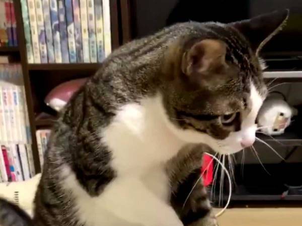 何かを必死に探す猫、その一部始終に「夜中に爆笑した」「なんでやねん！」