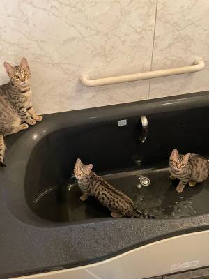 「バスジャックに遭遇」と写真を投稿　こんな犯人なら、むしろ大歓迎！？