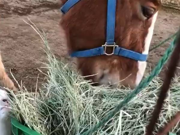 「なんだこの可愛い生き物は」　馬のご飯を盗み食いする『邪魔者』に、クスッ