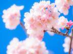 桜花爛漫の季節　何故、桜はこんなに人の心をとらえるのか