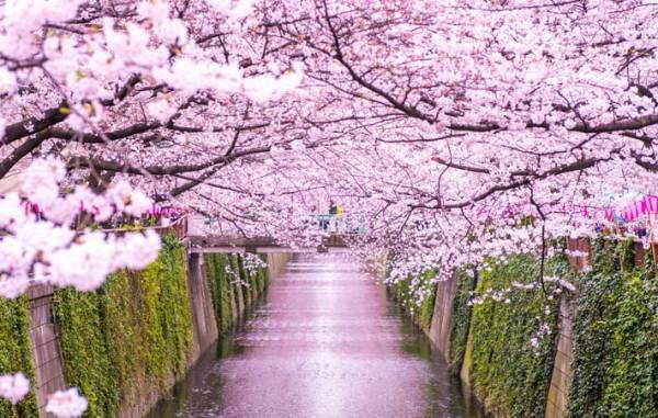 桜花爛漫の季節　何故、桜はこんなに人の心をとらえるのか