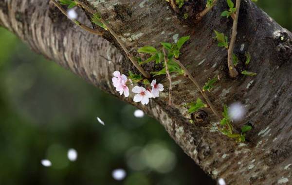 桜花爛漫の季節　何故、桜はこんなに人の心をとらえるのか
