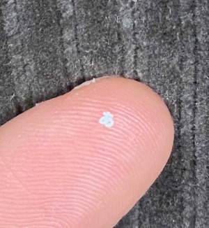 「目がおかしいのかと思った！」　何の変哲もないゴミかと思いきや…