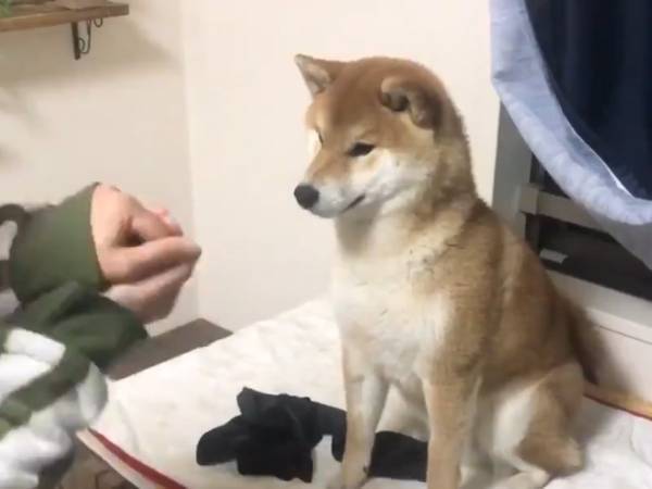 飼い主の手品を見た柴犬　「完璧すぎる」の声が上がったリアクションとは
