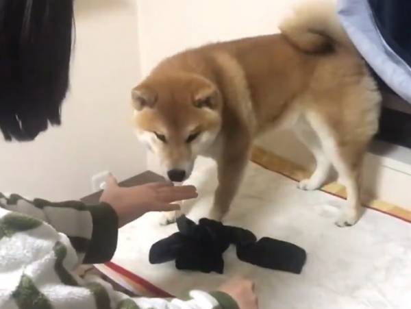 飼い主の手品を見た柴犬　「完璧すぎる」の声が上がったリアクションとは