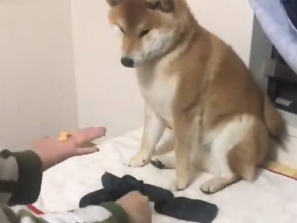 飼い主の手品を見た柴犬　「完璧すぎる」の声が上がったリアクションとは
