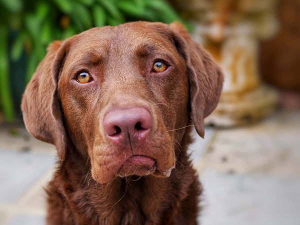 こっそり家を抜け出した犬　飼い主がドアベルから「家に入りなさい！」というと？