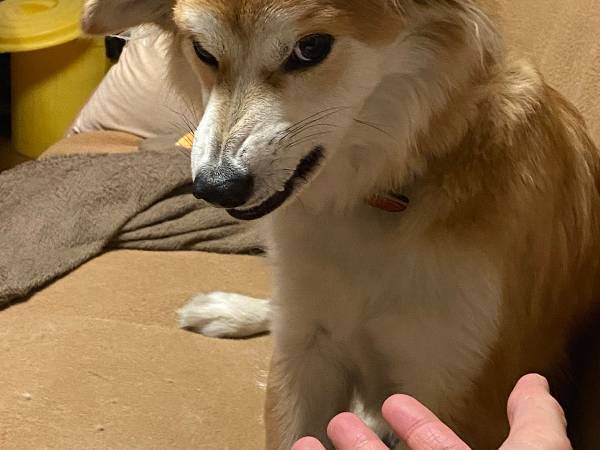 山に捨てられていた犬を保護して２年　すっかり懐いたという犬の姿がこちら