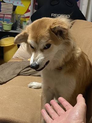 山に捨てられていた犬を保護して２年　すっかり懐いたという犬の姿がこちら