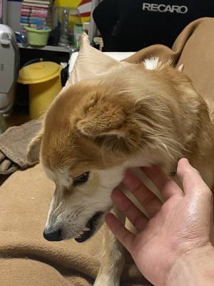 山に捨てられていた犬を保護して２年　すっかり懐いたという犬の姿がこちら