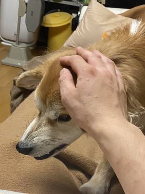 山に捨てられていた犬を保護して２年　すっかり懐いたという犬の姿がこちら
