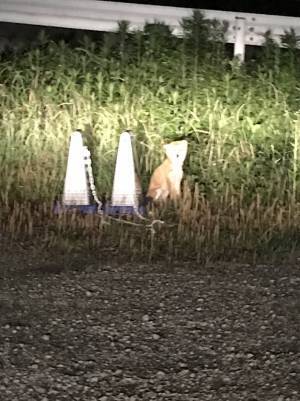 山に捨てられていた犬を保護して２年　すっかり懐いたという犬の姿がこちら