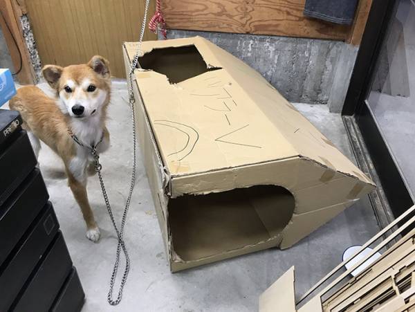 山に捨てられていた犬を保護して２年　すっかり懐いたという犬の姿がこちら