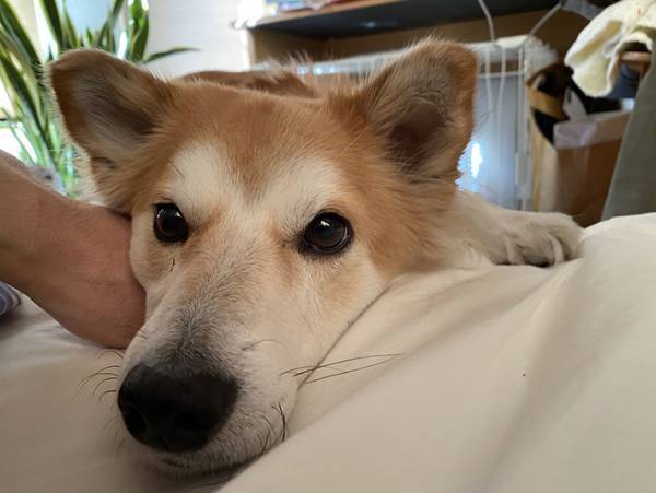 山に捨てられていた犬を保護して２年　すっかり懐いたという犬の姿がこちら