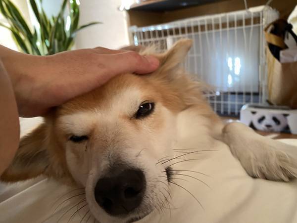 山に捨てられていた犬を保護して２年　すっかり懐いたという犬の姿がこちら