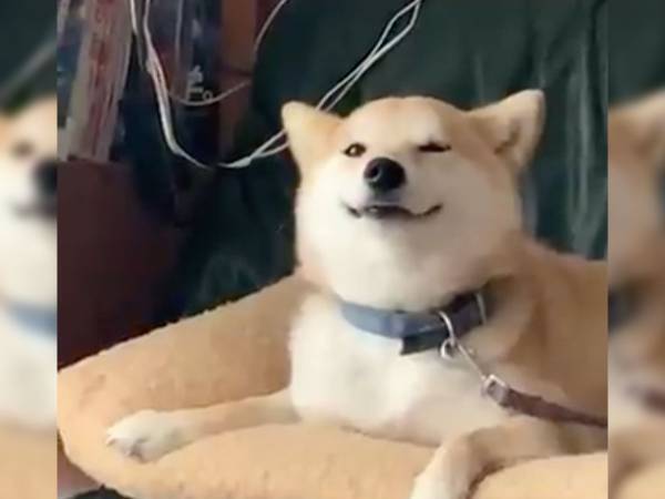 つられて笑顔になっちゃう…！？　優しく微笑む『柴犬動画』が可愛すぎた