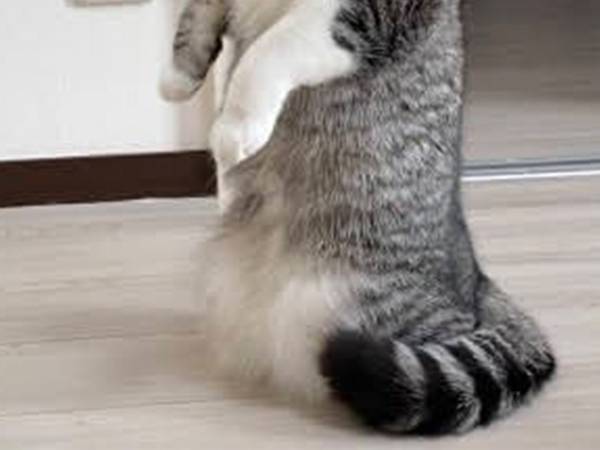 宅配が来ると猫がミーアキャットに！？　その様子を激写した１枚がこちら