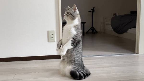 宅配が来ると猫がミーアキャットに！？　その様子を激写した１枚がこちら