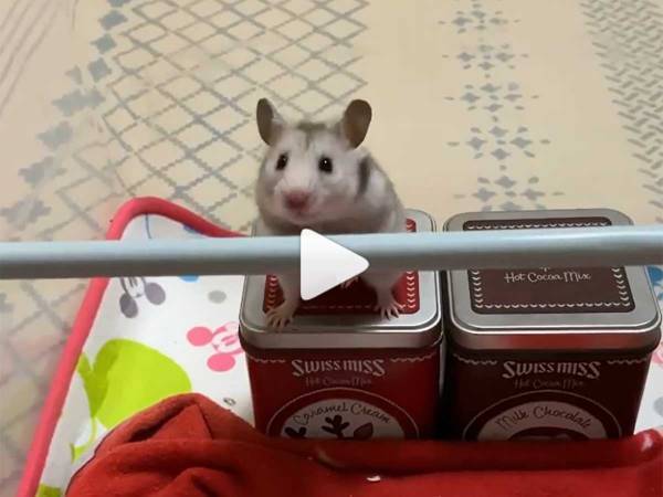 ハムスターってこんなことできるの！？大技に「衝撃！」「天才！」と絶賛の嵐