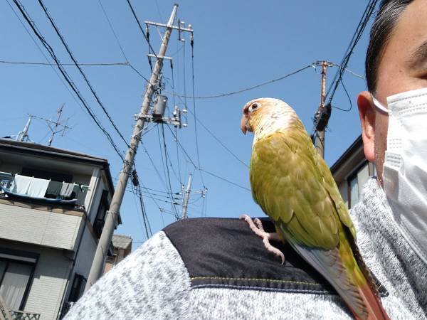 インコが突然肩にとまってきた　その後の展開に、拍手喝采！