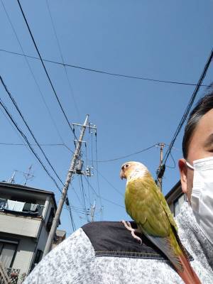 インコが突然肩にとまってきた　その後の展開に、拍手喝采！