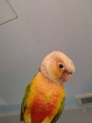 インコが突然肩にとまってきた　その後の展開に、拍手喝采！