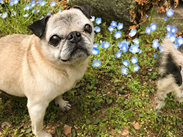 愛犬をパノラマ撮影した写真に「吹き出して笑った」「ジワジワくる」の声