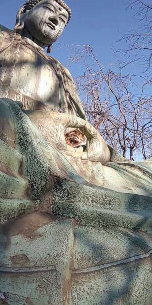 大仏様と猫　意外な組み合わせに「なんて素敵な光景」