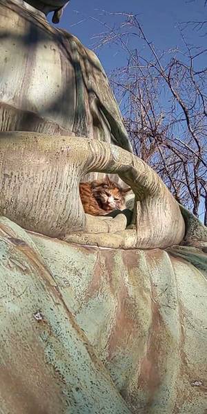 大仏様と猫　意外な組み合わせに「なんて素敵な光景」