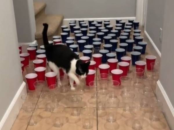 障害物避けチャレンジに３匹の猫が挑戦したら？　予想外のオチに大笑い