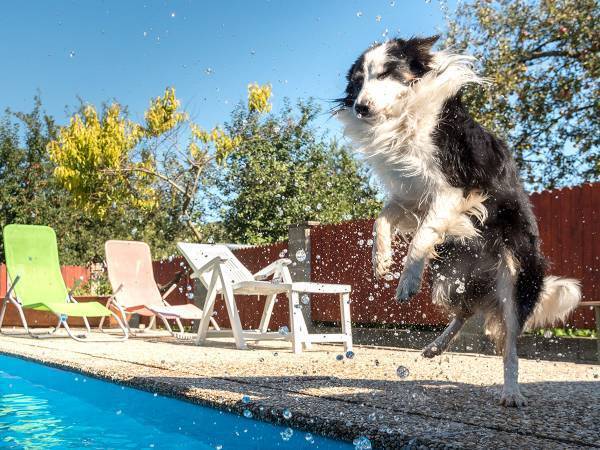 「イエス・キリストか！？」　犬がプールに走っていき…その場が騒然